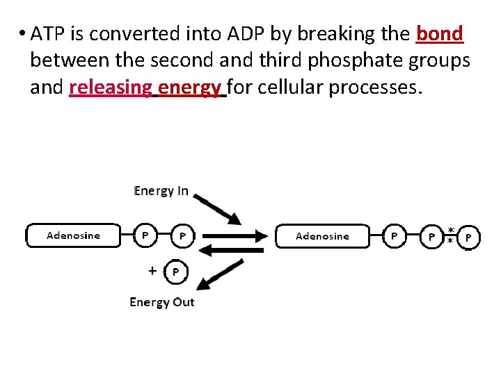  • ATP is converted into ADP by breaking the bond between the second