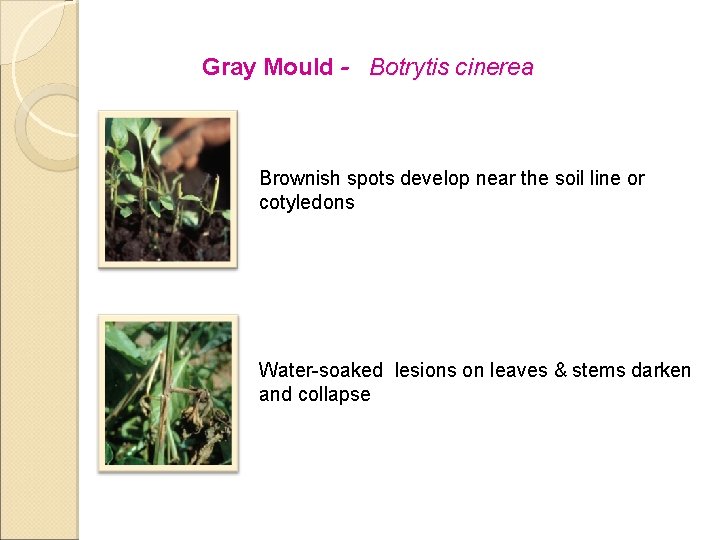 Gray Mould - Botrytis cinerea Brownish spots develop near the soil line or cotyledons