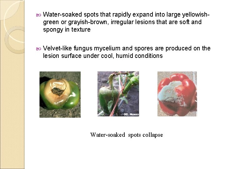  Water-soaked spots that rapidly expand into large yellowishgreen or grayish-brown, irregular lesions that