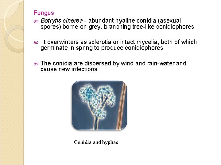 Fungus Botrytis cinerea - abundant hyaline conidia (asexual spores) borne on grey, branching tree-like