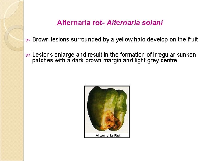 Alternaria rot- Alternaria solani Brown lesions surrounded by a yellow halo develop on the