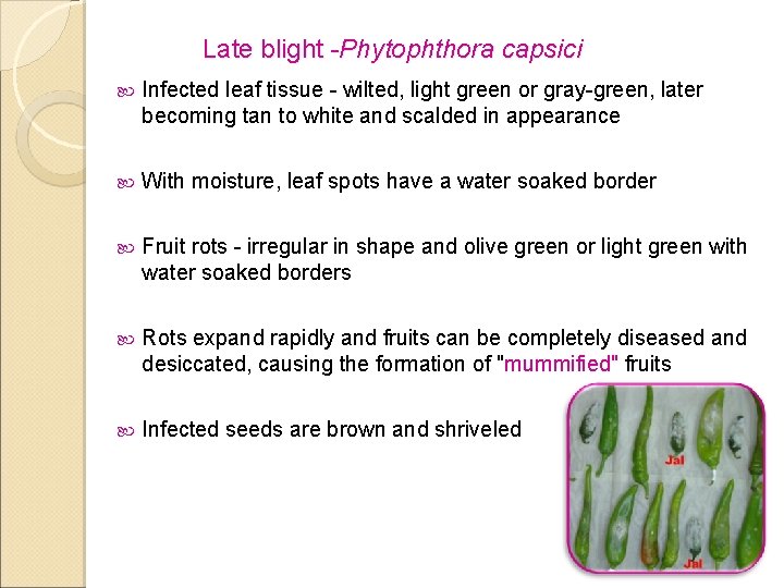 Late blight -Phytophthora capsici Infected leaf tissue - wilted, light green or gray-green, later