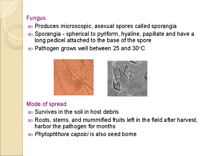 Fungus Produces microscopic, asexual spores called sporangia Sporangia - spherical to pyriform, hyaline, papillate