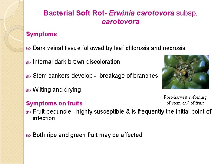 Bacterial Soft Rot- Erwinia carotovora subsp. carotovora Symptoms Dark veinal tissue followed by leaf