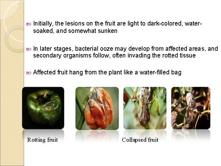  Initially, the lesions on the fruit are light to dark-colored, watersoaked, and somewhat