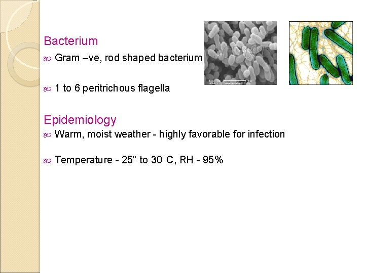 Bacterium Gram –ve, rod shaped bacterium 1 to 6 peritrichous flagella Epidemiology Warm, moist