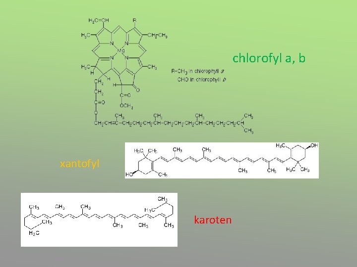 chlorofyl a, b xantofyl karoten 