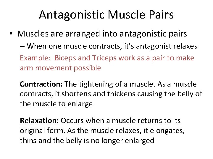 Antagonistic Muscle Pairs • Muscles are arranged into antagonistic pairs – When one muscle