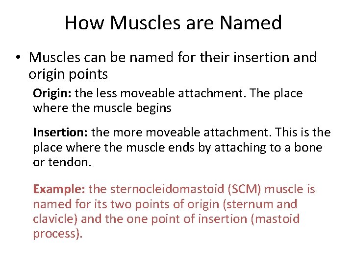 How Muscles are Named • Muscles can be named for their insertion and origin