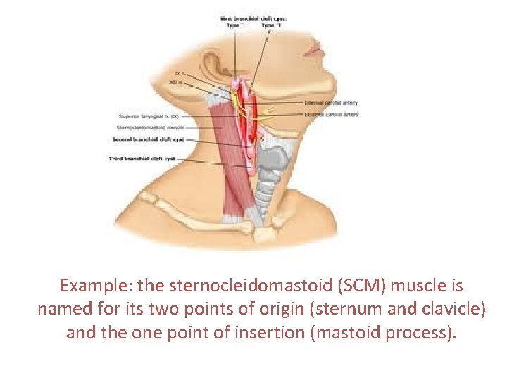 Example: the sternocleidomastoid (SCM) muscle is named for its two points of origin (sternum