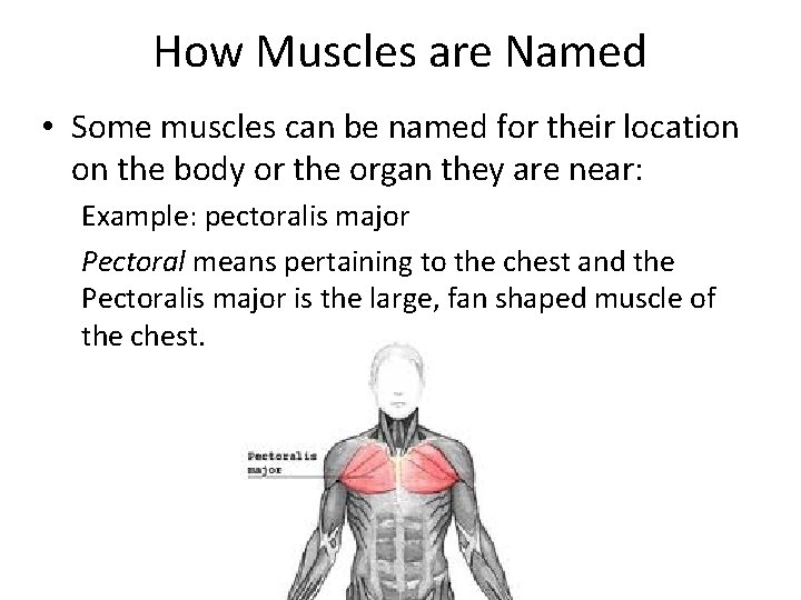 Muscles Named For Their Location : Meet Some Muscles Science Learning