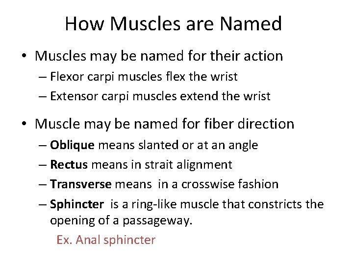 How Muscles are Named • Muscles may be named for their action – Flexor