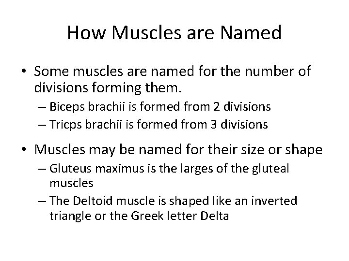 How Muscles are Named • Some muscles are named for the number of divisions