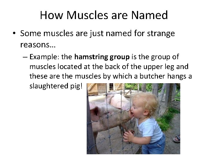 How Muscles are Named • Some muscles are just named for strange reasons… –