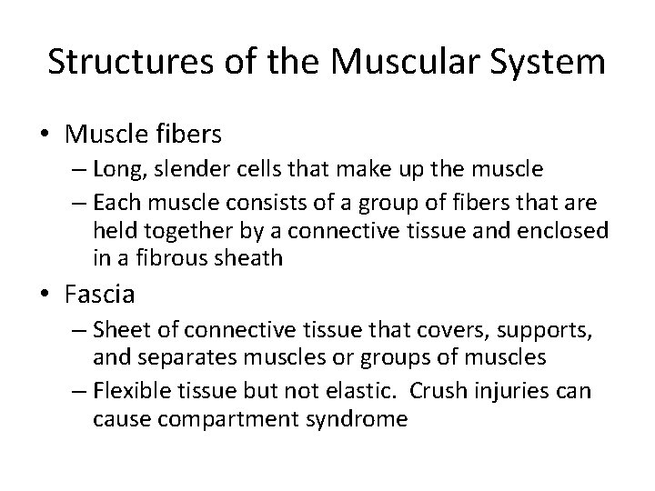 Structures of the Muscular System • Muscle fibers – Long, slender cells that make