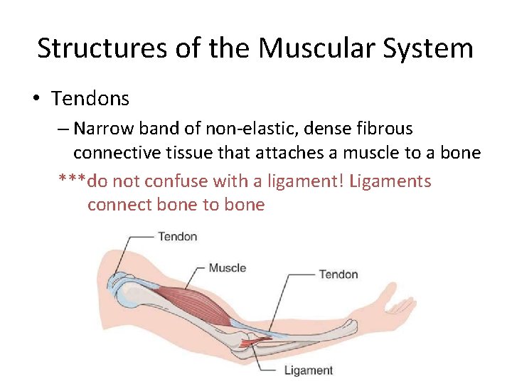 Structures of the Muscular System • Tendons – Narrow band of non-elastic, dense fibrous