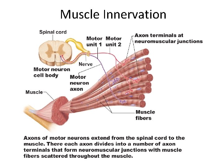 Muscle Innervation 