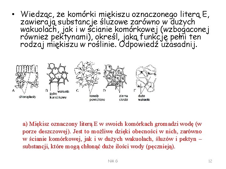  • Wiedząc, że komórki miękiszu oznaczonego literą E, zawierają substancje śluzowe zarówno w