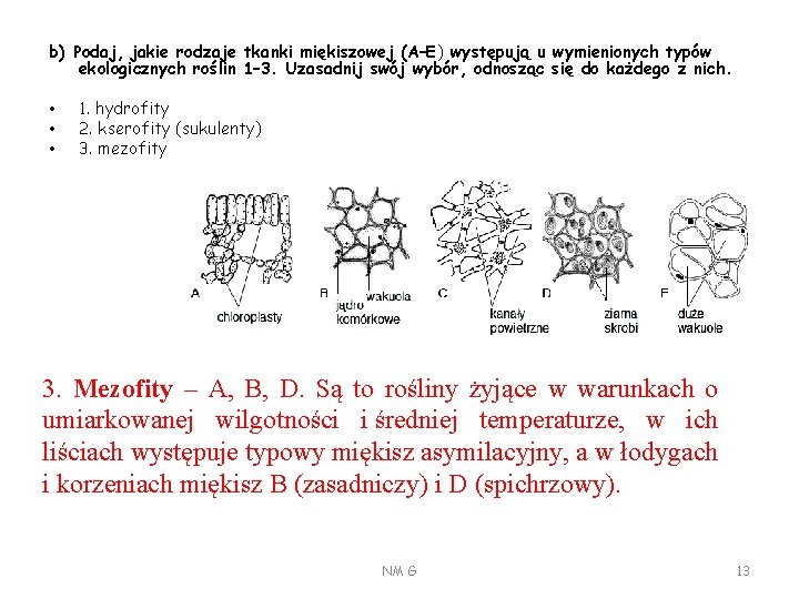 b) Podaj, jakie rodzaje tkanki miękiszowej (A–E) występują u wymienionych typów ekologicznych roślin 1–