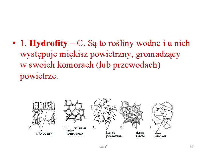  • 1. Hydrofity – C. Są to rośliny wodne i u nich występuje