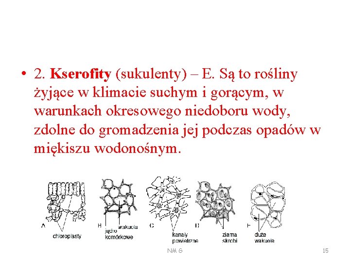  • 2. Kserofity (sukulenty) – E. Są to rośliny żyjące w klimacie suchym