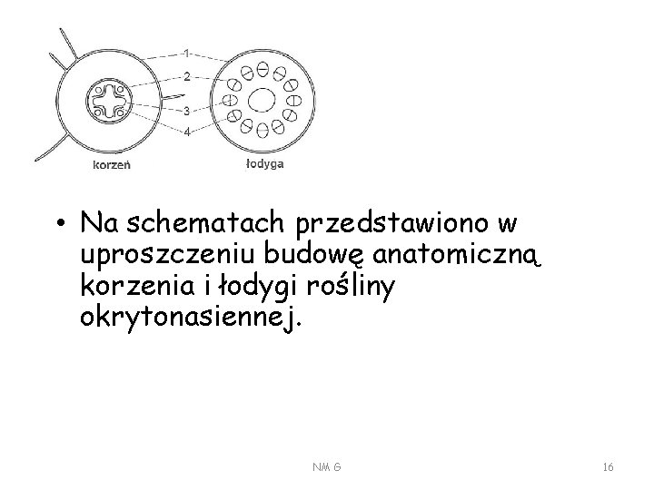  • Na schematach przedstawiono w uproszczeniu budowę anatomiczną korzenia i łodygi rośliny okrytonasiennej.