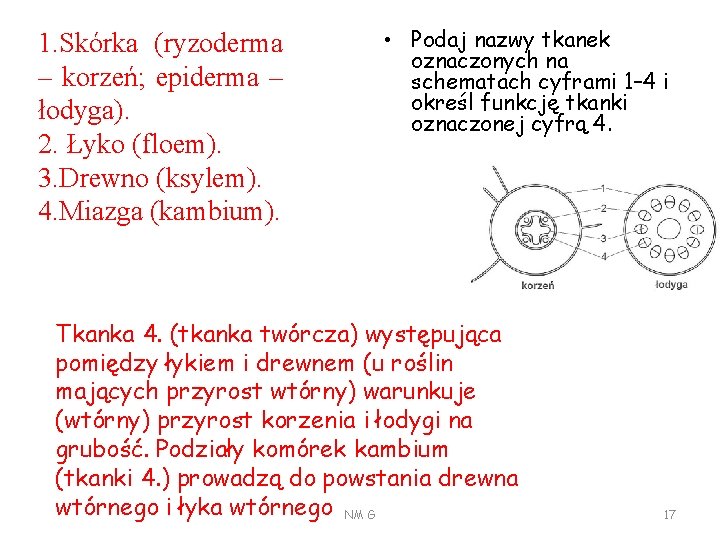 1. Skórka (ryzoderma – korzeń; epiderma – łodyga). 2. Łyko (floem). 3. Drewno (ksylem).