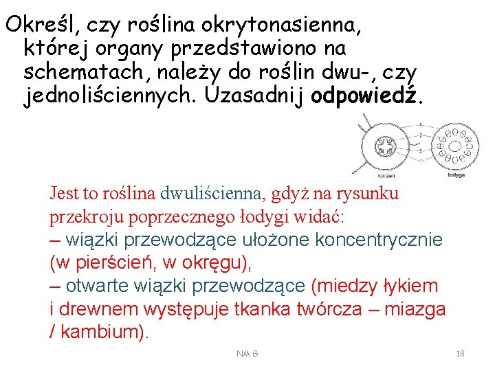 Określ, czy roślina okrytonasienna, której organy przedstawiono na schematach, należy do roślin dwu-, czy