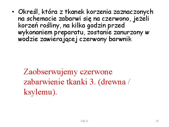  • Określ, która z tkanek korzenia zaznaczonych na schemacie zabarwi się na czerwono,