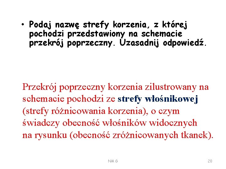  • Podaj nazwę strefy korzenia, z której pochodzi przedstawiony na schemacie przekrój poprzeczny.