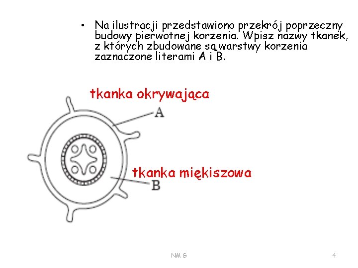  • Na ilustracji przedstawiono przekrój poprzeczny budowy pierwotnej korzenia. Wpisz nazwy tkanek, z