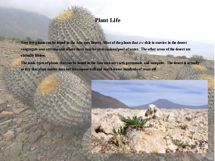 Plant Life Very few plants can be found in the Atacama Desert. Most of