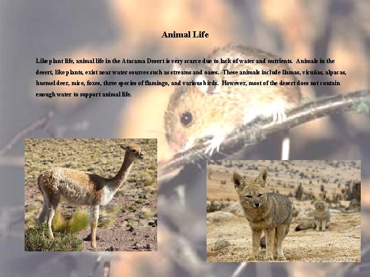 Animal Life Like plant life, animal life in the Atacama Desert is very scarce