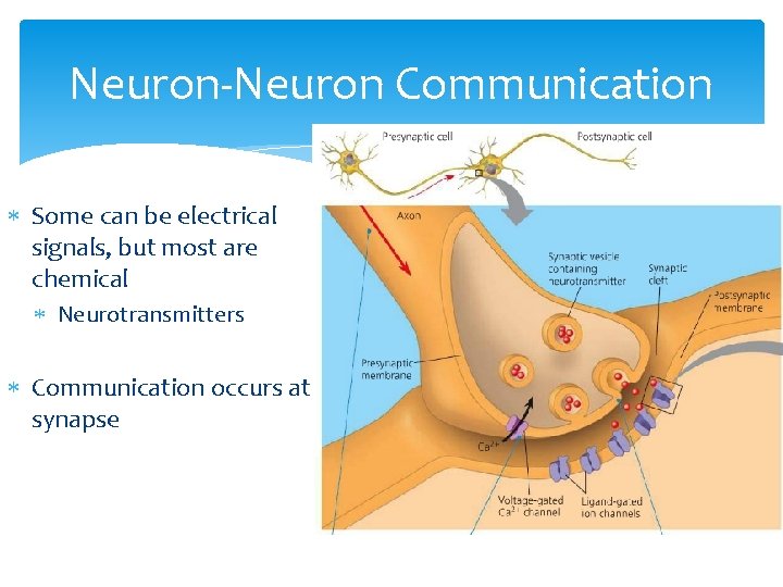 Neuron-Neuron Communication Some can be electrical signals, but most are chemical Neurotransmitters Communication occurs
