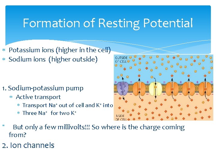 Formation of Resting Potential Potassium ions (higher in the cell) Sodium ions (higher outside)