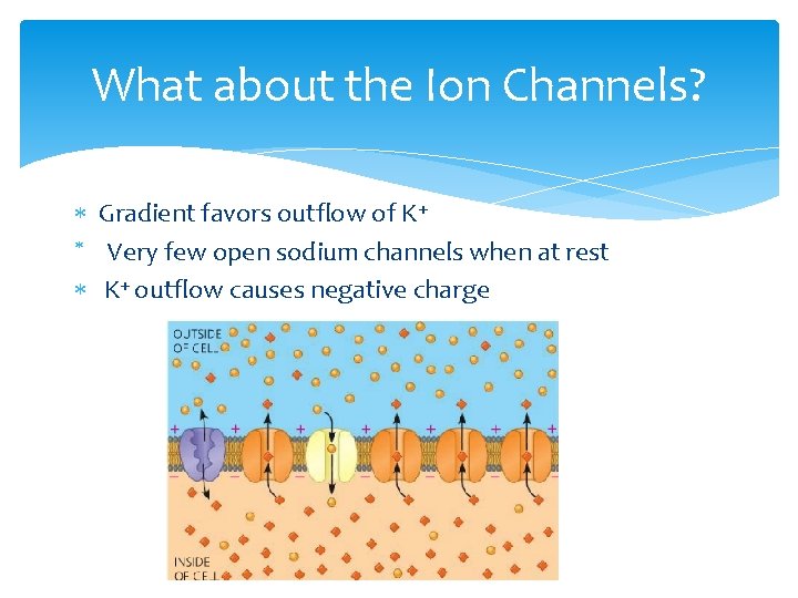 What about the Ion Channels? Gradient favors outflow of K+ Very few open sodium