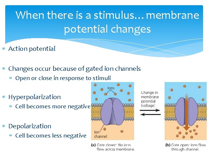 When there is a stimulus…membrane potential changes Action potential Changes occur because of gated