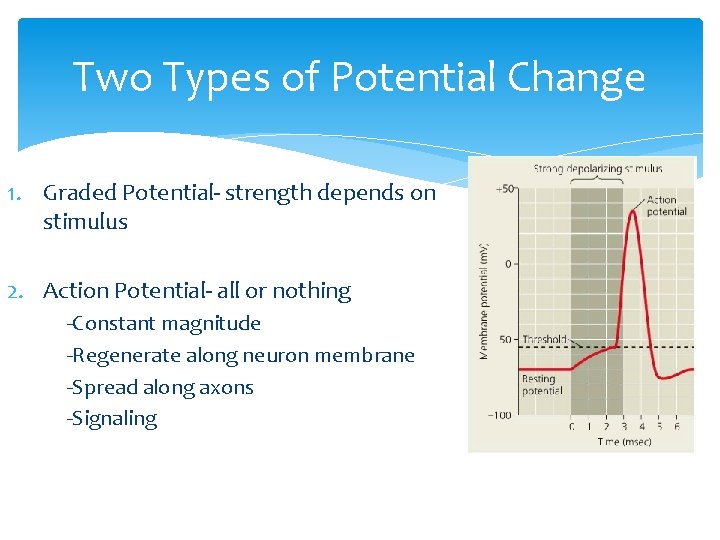 Two Types of Potential Change 1. Graded Potential- strength depends on stimulus 2. Action