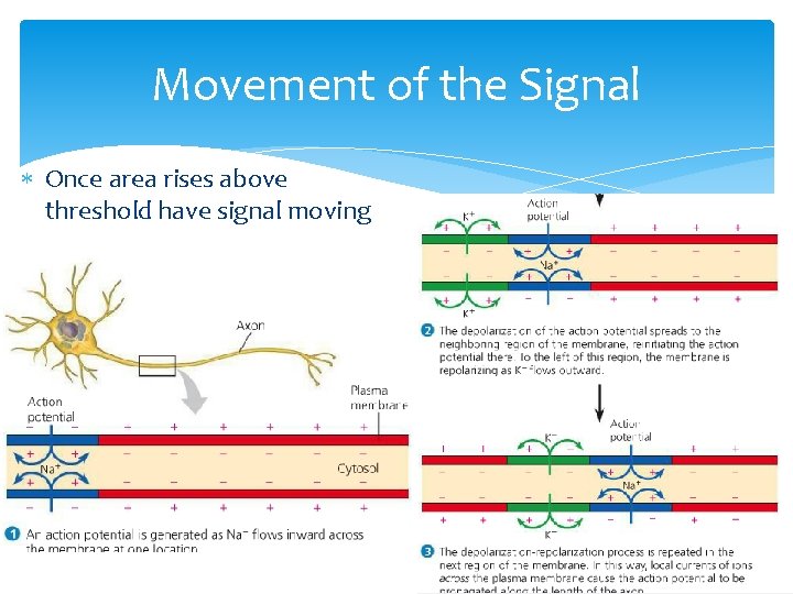 Movement of the Signal Once area rises above threshold have signal moving 