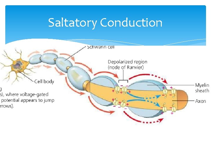 Saltatory Conduction 