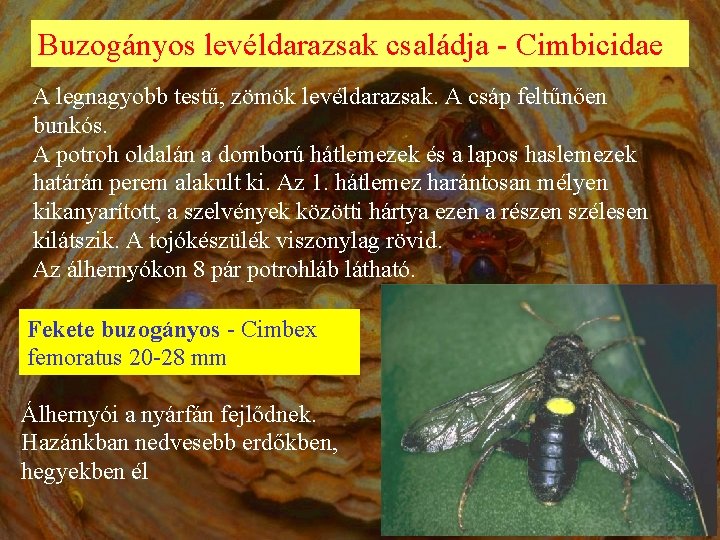 Buzogányos levéldarazsak családja - Cimbicidae A legnagyobb testű, zömök levéldarazsak. A csáp feltűnően bunkós.