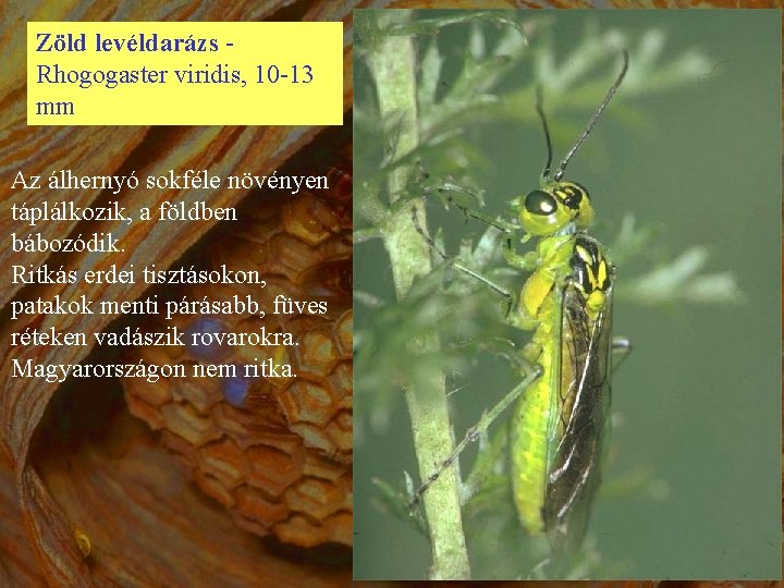 Zöld levéldarázs - Rhogogaster viridis, 10 -13 mm Az álhernyó sokféle növényen táplálkozik, a