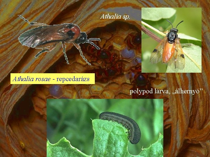 Athalia sp. Athalia rosae - repcedarázs polypod lárva, „álhernyó” 