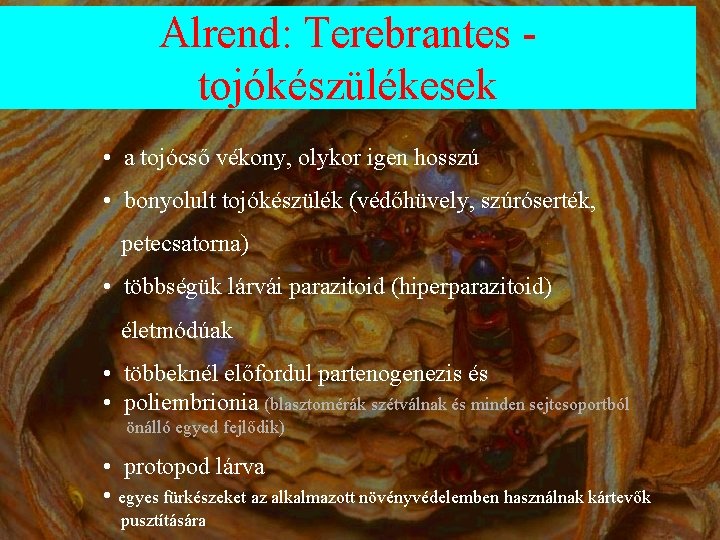 Alrend: Terebrantes - tojókészülékesek • a tojócső vékony, olykor igen hosszú • bonyolult tojókészülék