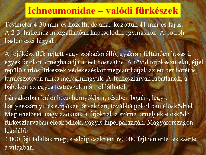 Ichneumonidae – valódi fürkészek Testméter 4 -30 mm-es közötti, de akad közöttük 41 mm-es