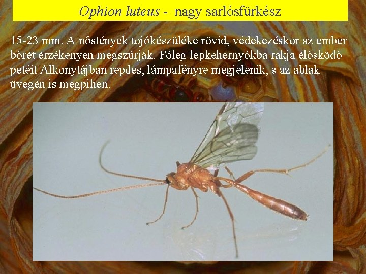 Ophion luteus - nagy sarlósfürkész 15 -23 mm. A nőstények tojókészüléke rövid, védekezéskor az