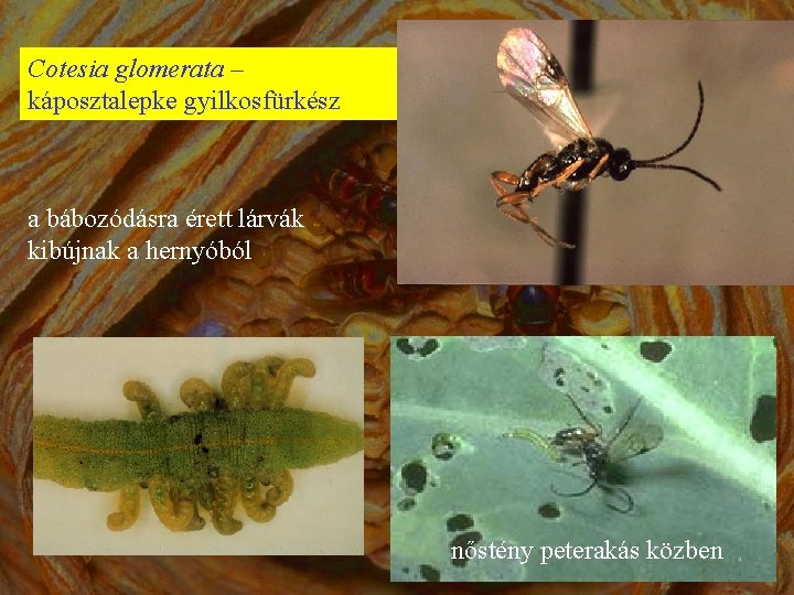 Cotesia glomerata – káposztalepke gyilkosfürkész a bábozódásra érett lárvák kibújnak a hernyóból nőstény peterakás