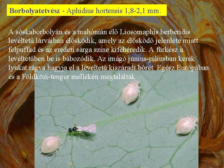 Borbolyatetvész - Aphidius hortensis 1, 8 -2, 1 mm. A sóskaborbolyán és a mahónián