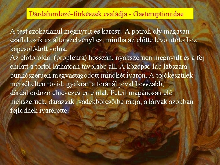 Dárdahordozó-fürkészek családja - Gasteruptionidae A test szokatlanul megnyúlt és karcsú. A potroh oly magasan