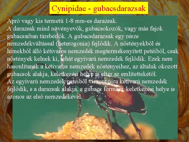 Cynipidae - gubacsdarazsak Apró vagy kis termetű 1 -8 mm-es darazsak. A darazsak mind